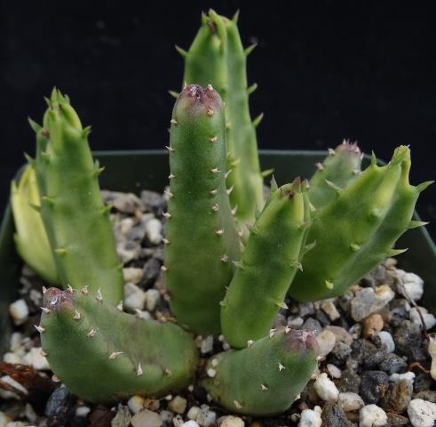 http://www.cloudjungle.com/cloudjungle/Asclepiadaceae/Stapelia/stapelia flavopurpurea.jpg